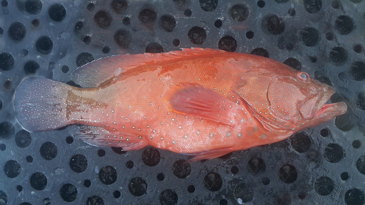 Red grouper — Image Credit: Challiyan - CC BY-SA 3.0/Wiki Commons