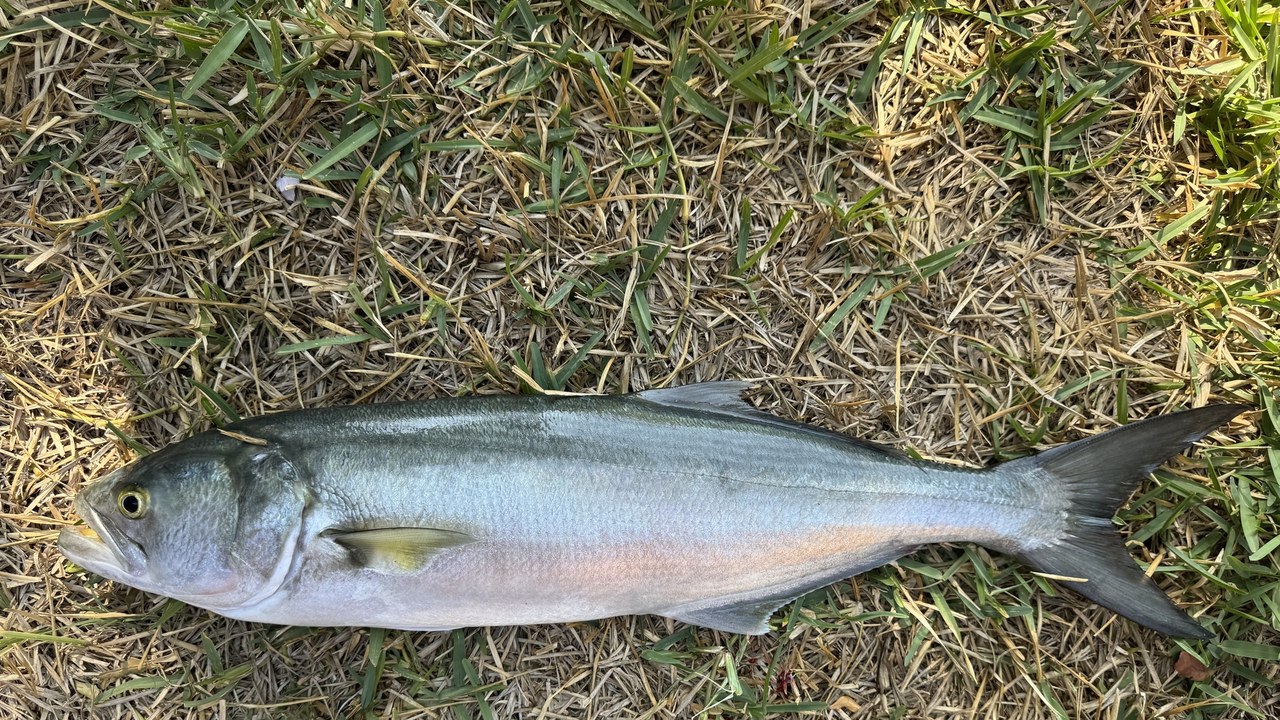 Bluefish — Image Credit: Selim Türeli - CC BY 4.0/Wiki Commons