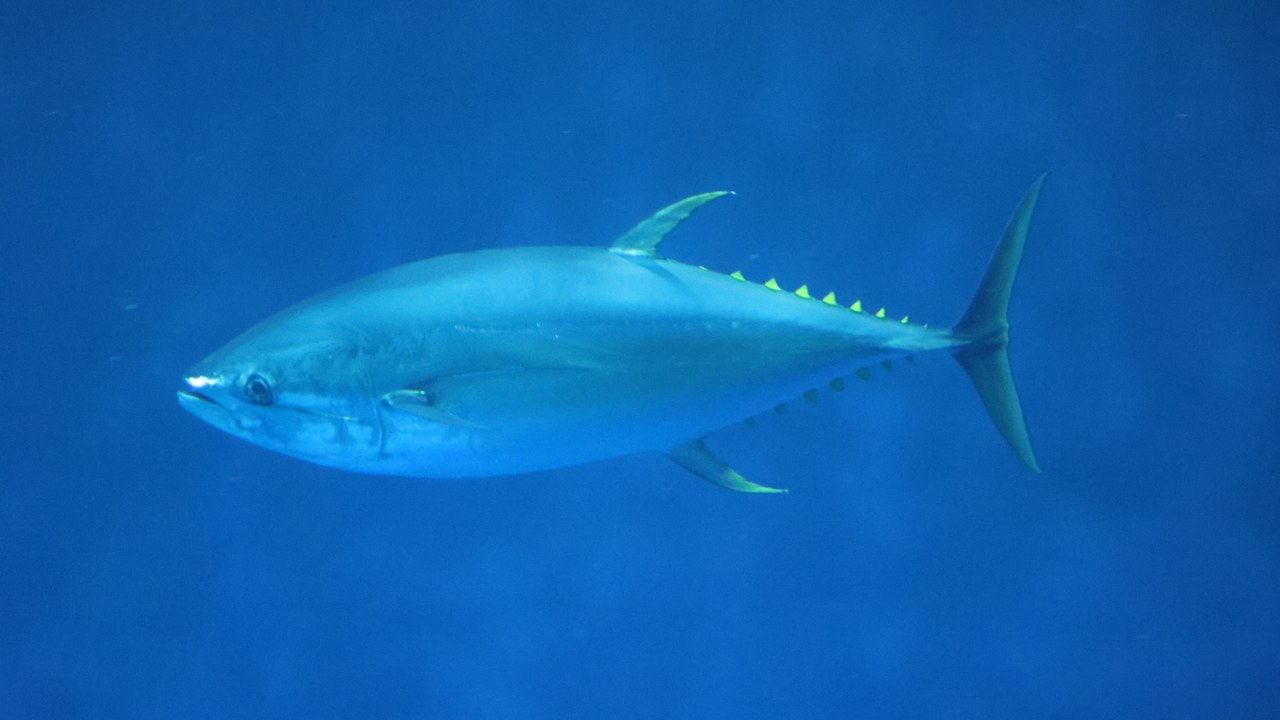 Atlantic bluefin tuna — Image Credit: Jean Ogden Just Chaos Photography - CC BY 2.0/Wiki Commons