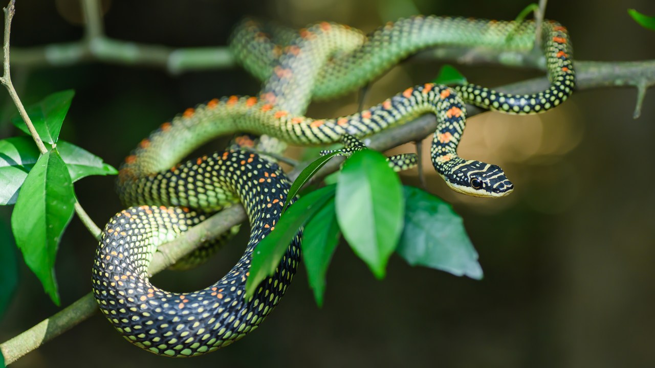Paradise tree snake — Image Credit: Rushen - CC BY-SA 2.0/Wiki Commons