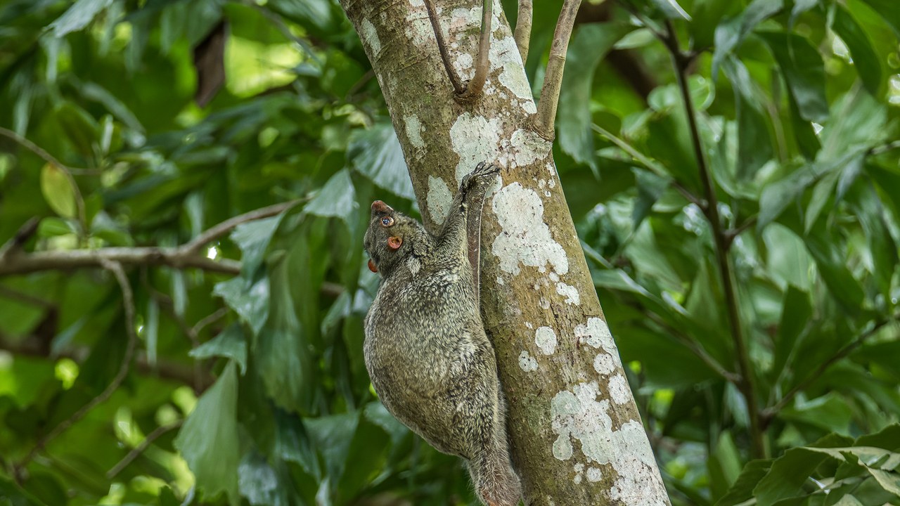 Colugo — Image Credit: Wich'yanan L - CC BY 4.0/Wiki Commons