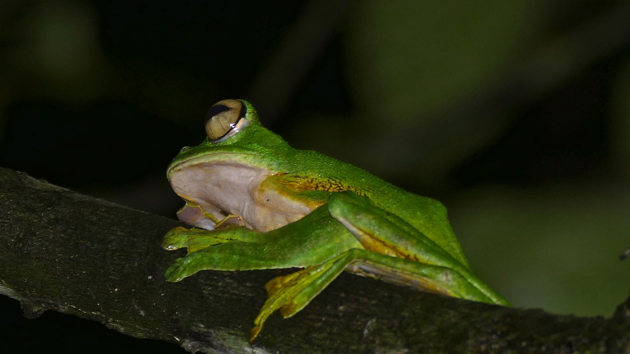 Wallace's flying frog — Image Credit: Bernard DUPONT from FRANCE - CC BY-SA 2.0/Wiki Commons