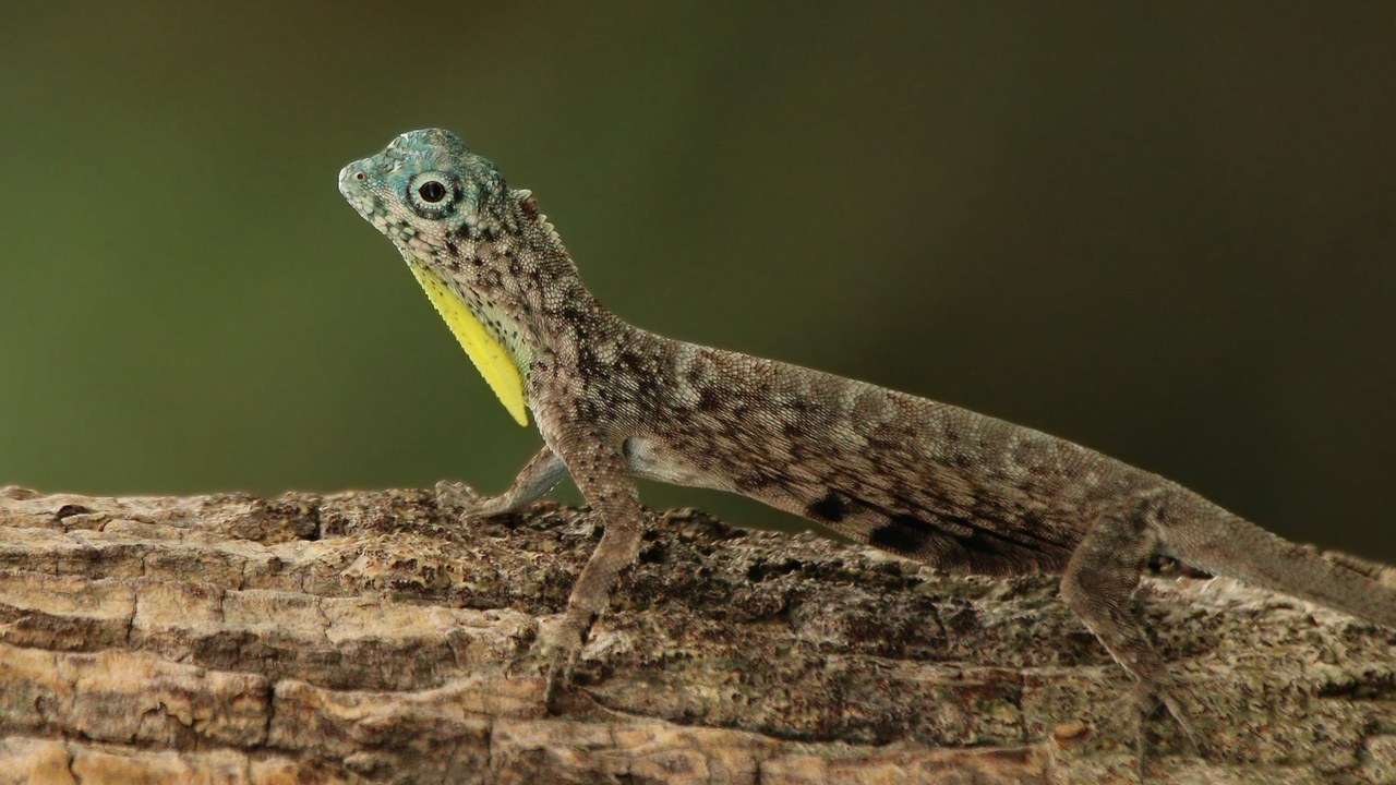 Draco lizard (flying dragon) — Image Credit: Charles J. Sharp - CC BY-SA 4.0/Wiki Commons