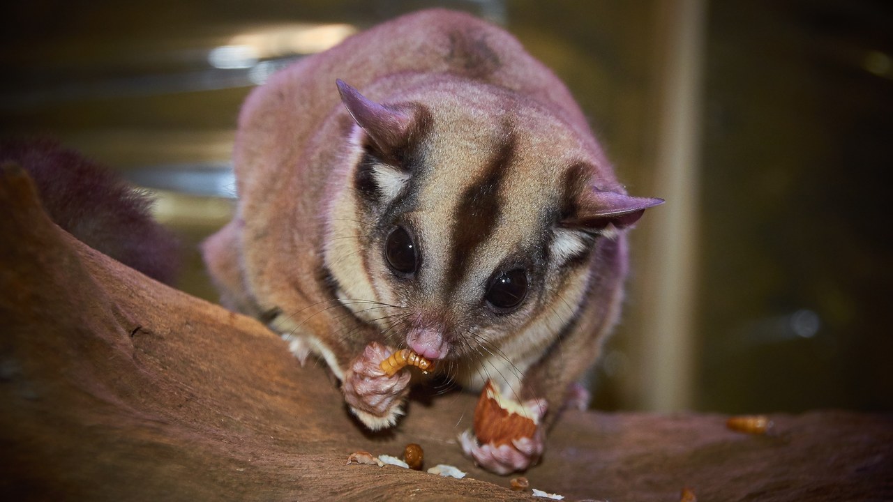 Sugar glider — Image Credit: Inconnu(e) - CC0/Wiki Commons