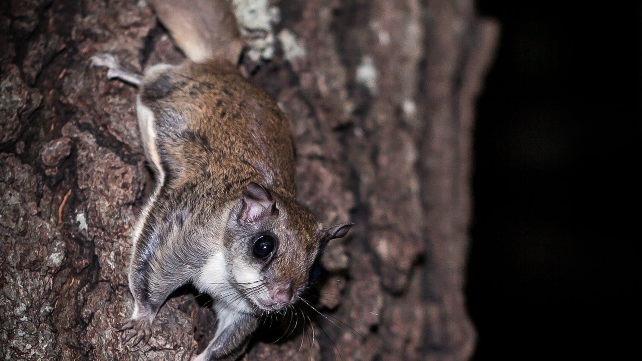 Southern flying squirrel — Image Credit: Cephas - CC BY-SA 4.0/Wiki Commons