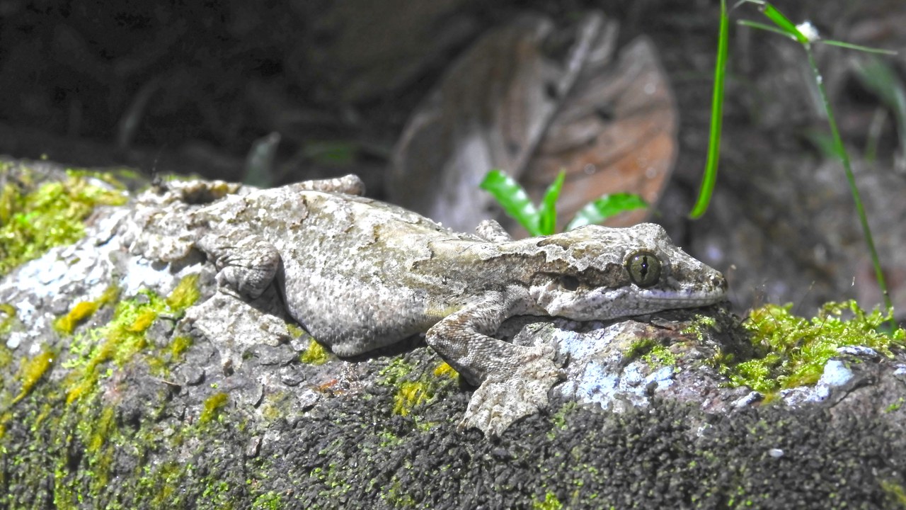 Parachute gecko (Ptychozoon) — Image Credit: Sundar - CC BY-SA 4.0/Wiki Commons