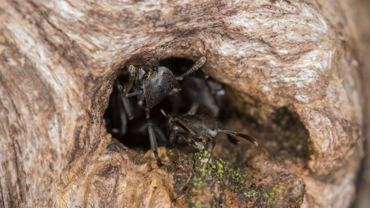 Gliding ant (Cephalotes atratus) — Image Credit: Graham Wise from Brisbane, Australia - CC BY 2.0/Wiki Commons