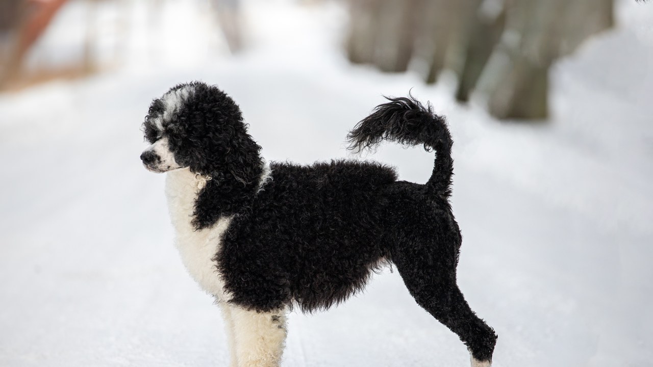 Portuguese Water Dog — Image Credit: TempusAdMiraculum - CC BY-SA 4.0/Wiki Commons