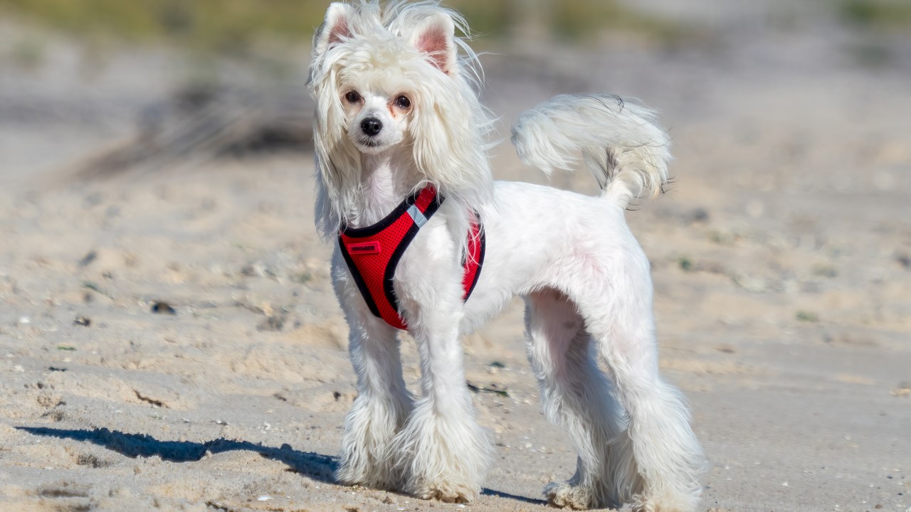 Chinese Crested — Image Credit: Rhododendrites - CC BY-SA 4.0/Wiki Commons
