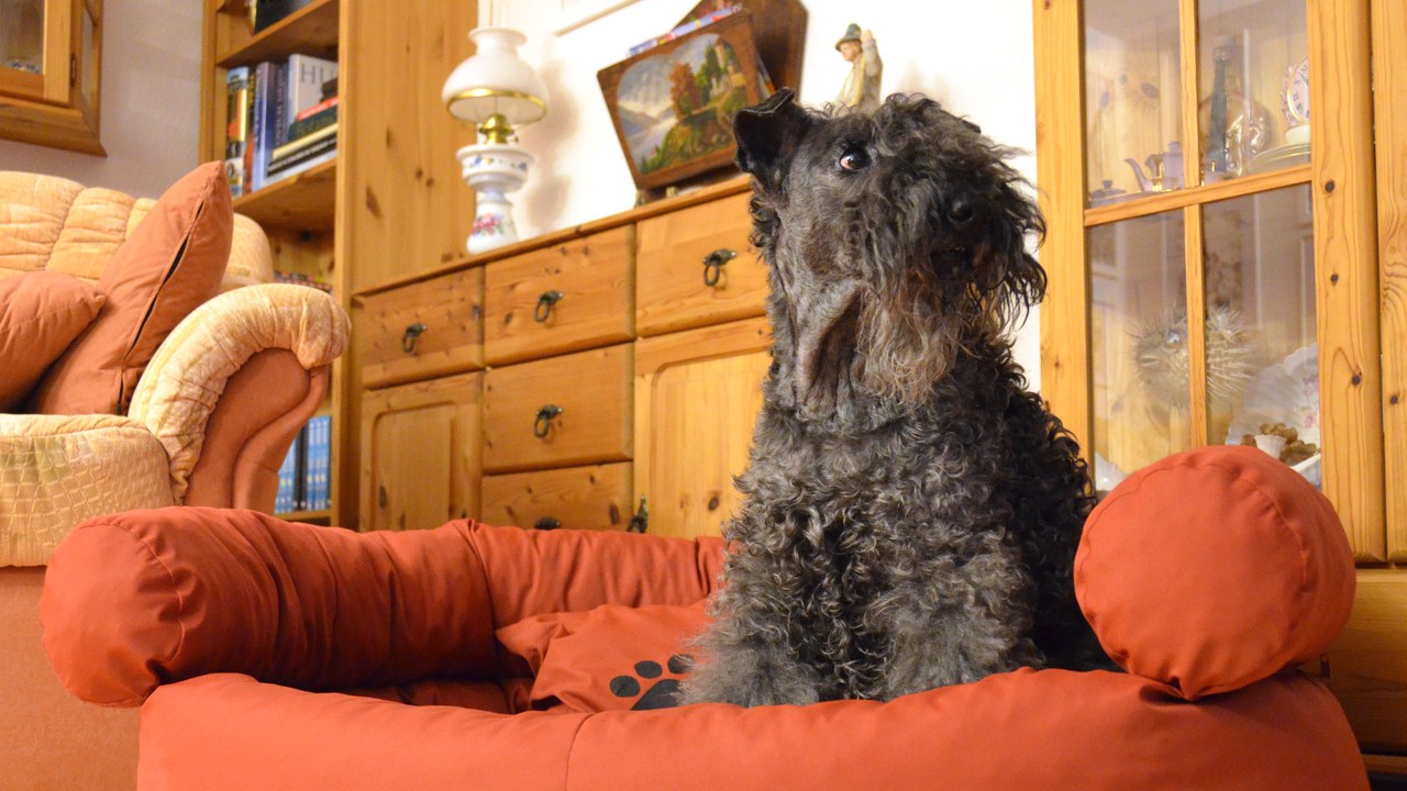 Kerry Blue Terrier — Image Credit: Alofok - CC BY-SA 3.0/Wiki Commons
