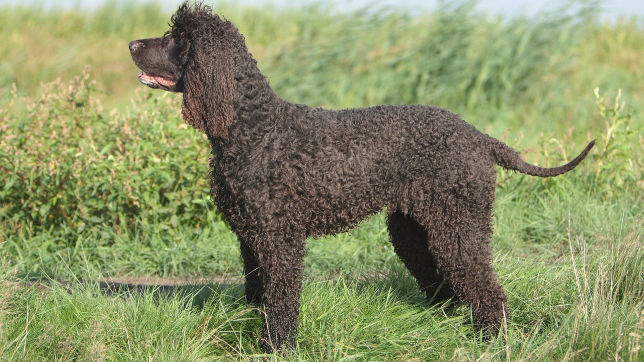 Irish Water Spaniel — Image Credit: Roete002 - CC BY 4.0/Wiki Commons