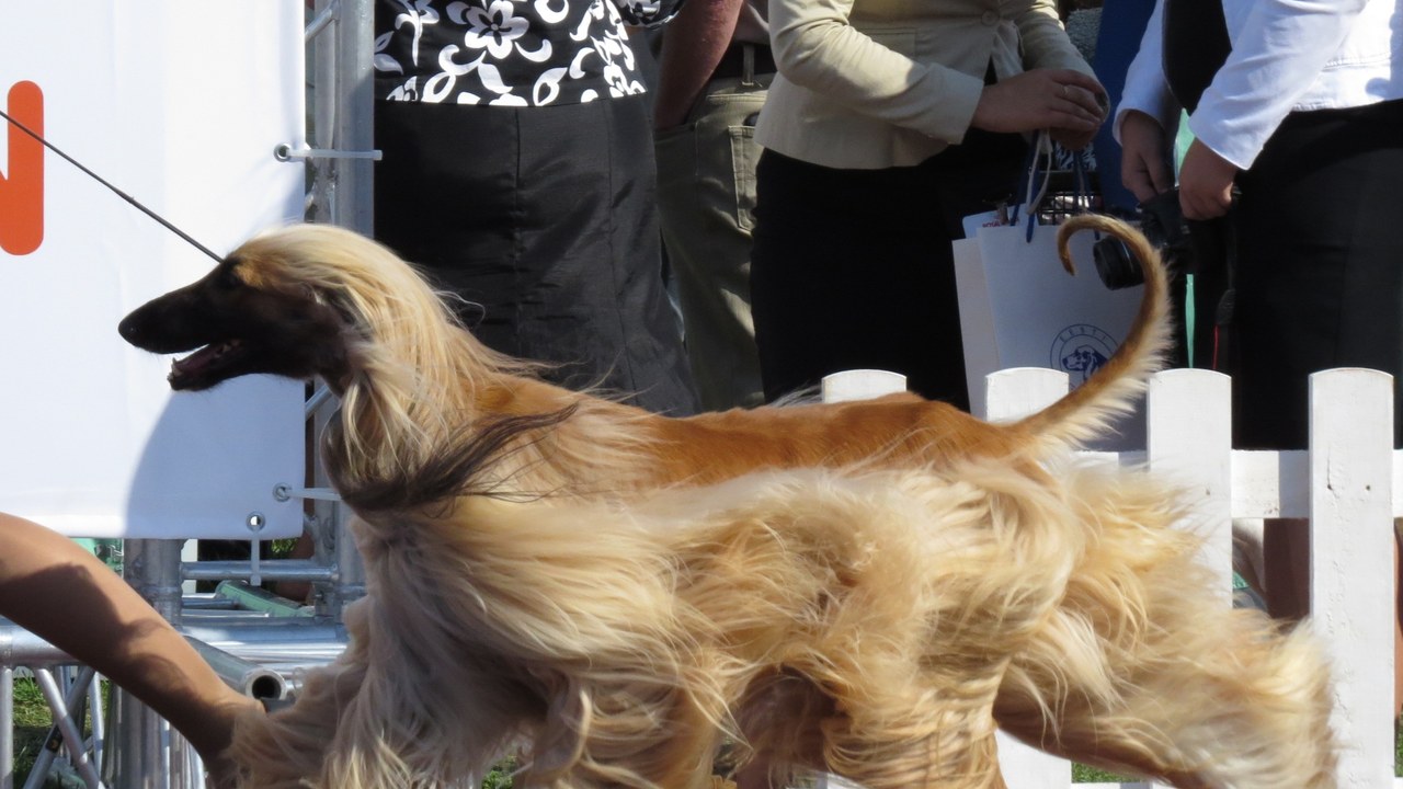 Afghan Hound — Image Credit: Томасина - CC BY-SA 3.0/Wiki Commons