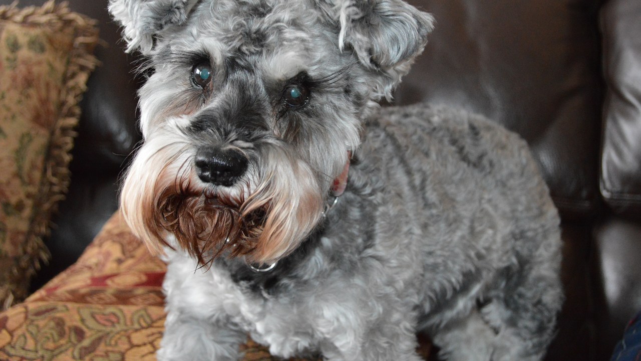 Miniature Schnauzer — Image Credit: Ahunter12388 - CC BY-SA 4.0/Wiki Commons