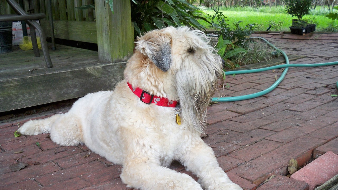 Soft Coated Wheaten Terrier — Image Credit: SusanSmithGSU - CC BY-SA 3.0/Wiki Commons