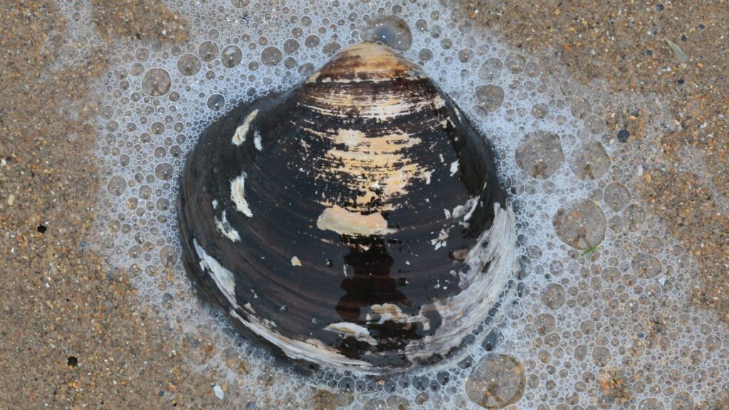 Clam Real 10 of the longest-living animals, one clam reaching 507 years – Morning ...