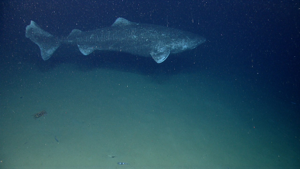 Greenland shark — Image Credit: NOAA Photo Library - Public domain/Wiki Commons