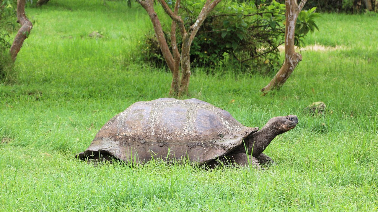 Galápagos tortoise — Image Credit: Bernard Gagnon - CC BY-SA 4.0/Wiki Commons
