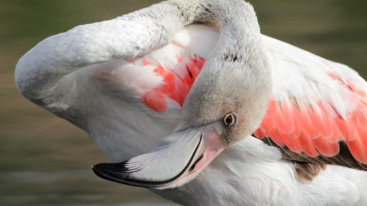 Greater flamingo — Image Credit: BirdLife Malta - CC BY-SA 4.0/Wiki Commons