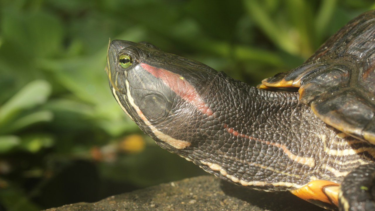 Pet turtle — Image Credit: Björn S... - CC BY-SA 2.0/Wiki Commons