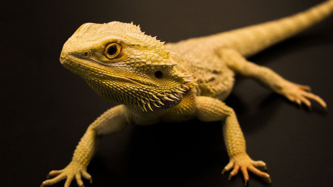Bearded dragon — Image Credit: Ssfadia - CC BY 4.0/Wiki Commons