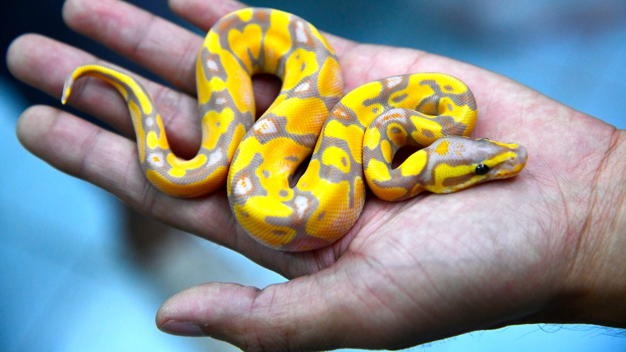Ball python — Image Credit: Tris T7 - CC BY-SA 4.0/Wiki Commons