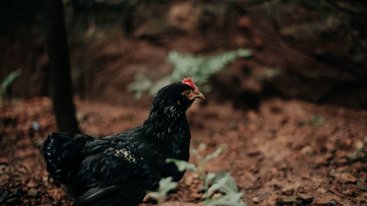 Backyard chicken — Image Credit: Unknown author/