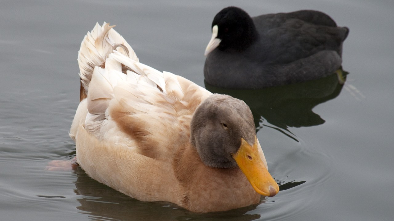 Backyard duck — Image Credit: Tony Hisgett from Birmingham, UK - CC BY 2.0/Wiki Commons