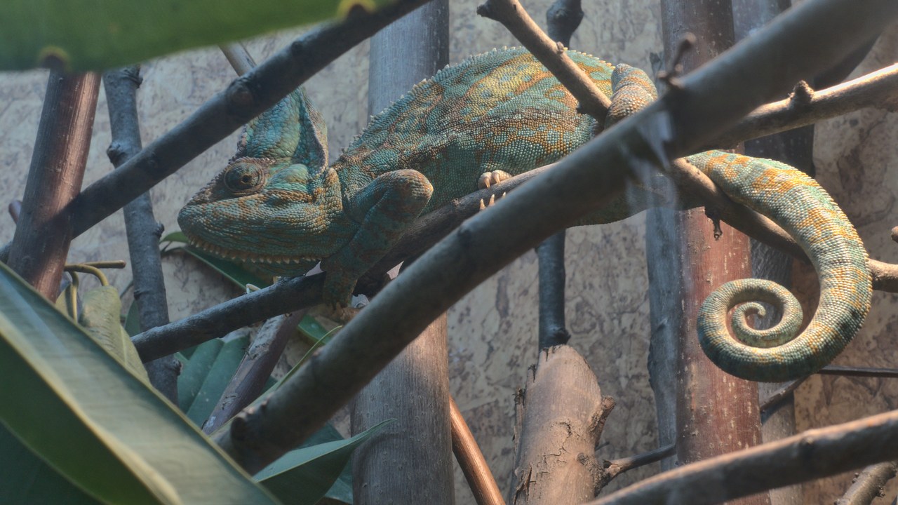Veiled chameleon — Image Credit: Paul Korecky - CC BY-SA 2.0/Wiki Commons