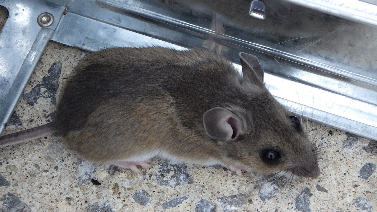 Deer mouse — Image Credit: Ahunt - CC0/Wiki Commons