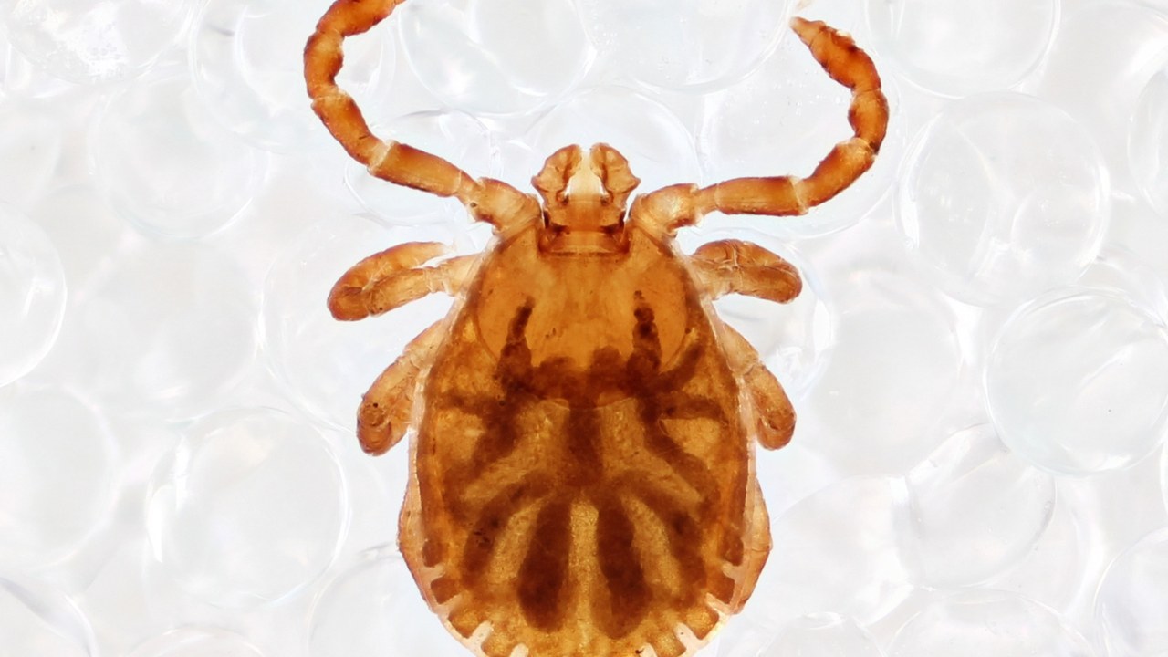 Asian longhorned tick — Image Credit: Zygy - CC0/Wiki Commons