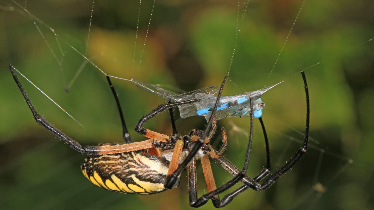 Yellow garden spider — Image Credit: Judy Gallagher - CC BY 2.0/Wiki Commons