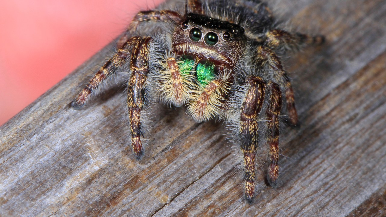 Jumping spider — Image Credit: Judy Gallagher - CC BY 2.0/Wiki Commons