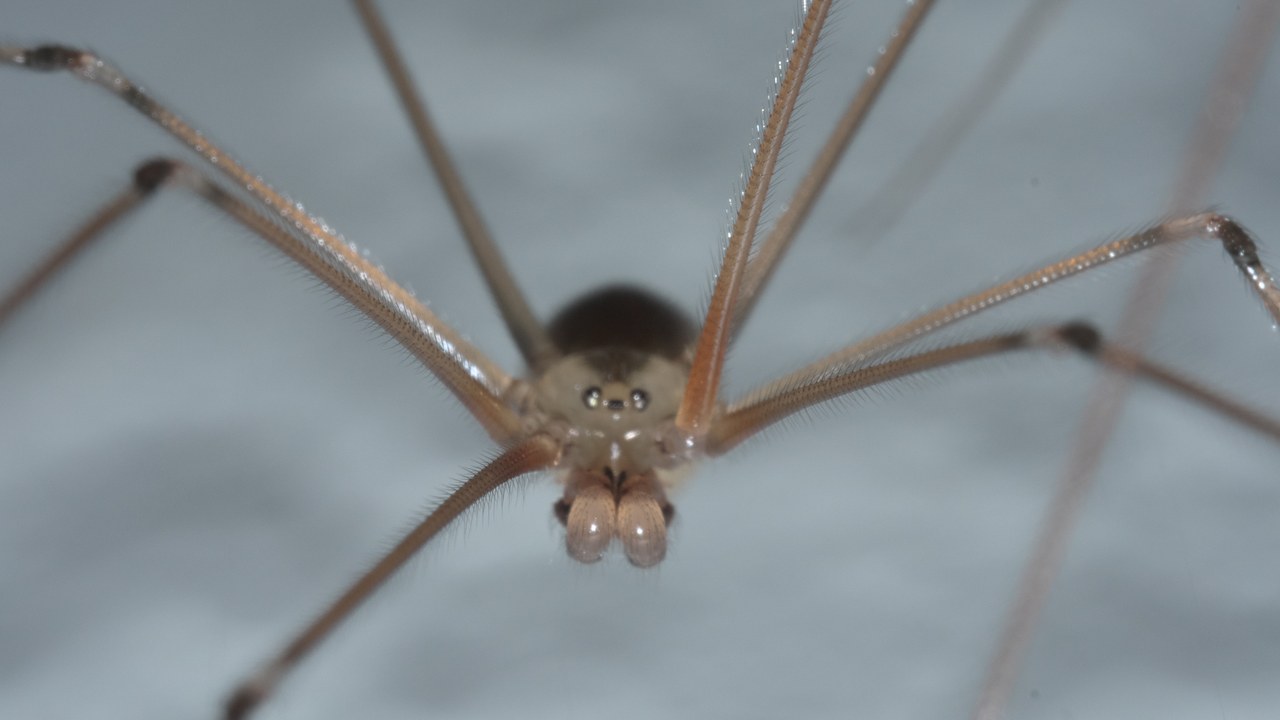 Cellar spider — Image Credit: xpda - CC BY-SA 4.0/Wiki Commons