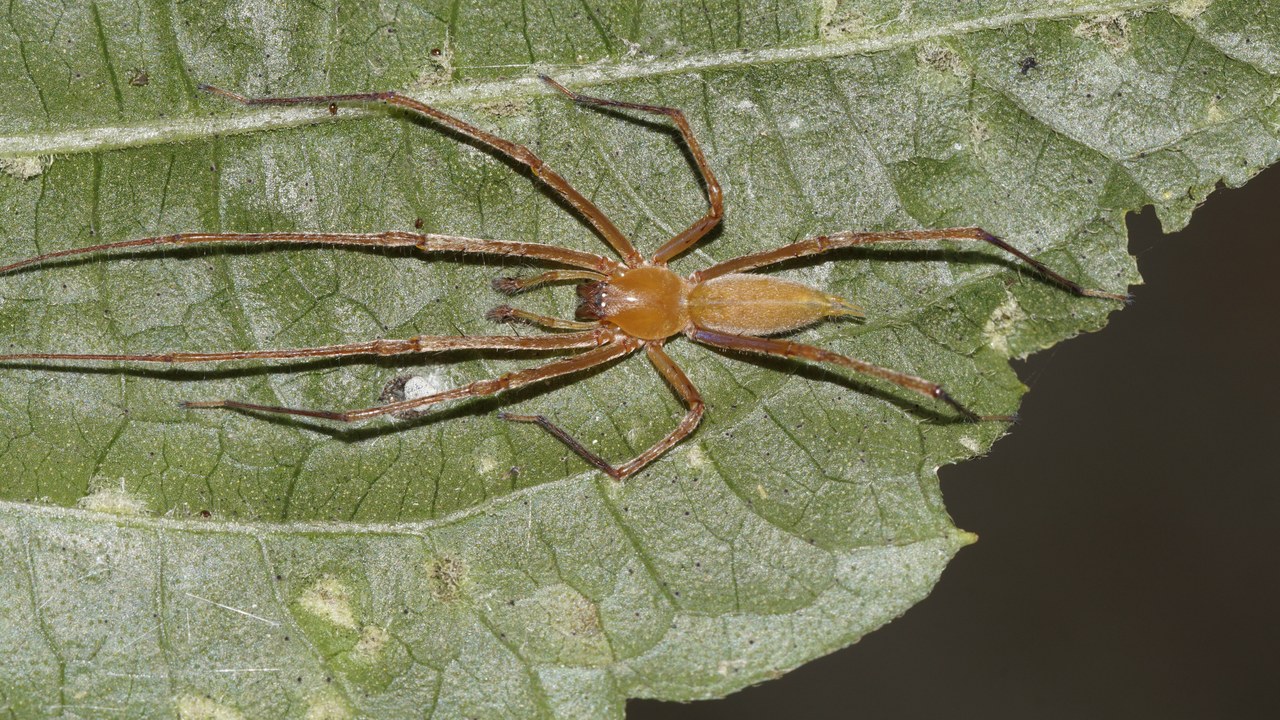 Yellow sac spider — Image Credit: Vengolis - CC BY-SA 4.0/Wiki Commons