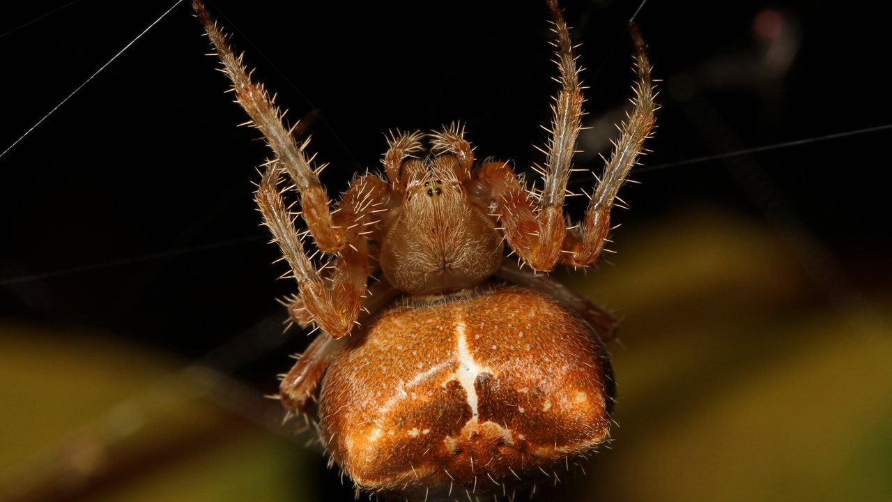Cat-faced spider — Image Credit: Judy Gallagher - CC BY 2.0/Wiki Commons