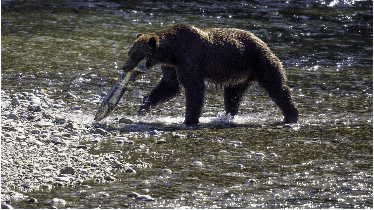 Grizzly bear — Image Credit: marneejill - CC BY-SA 2.0/Wiki Commons