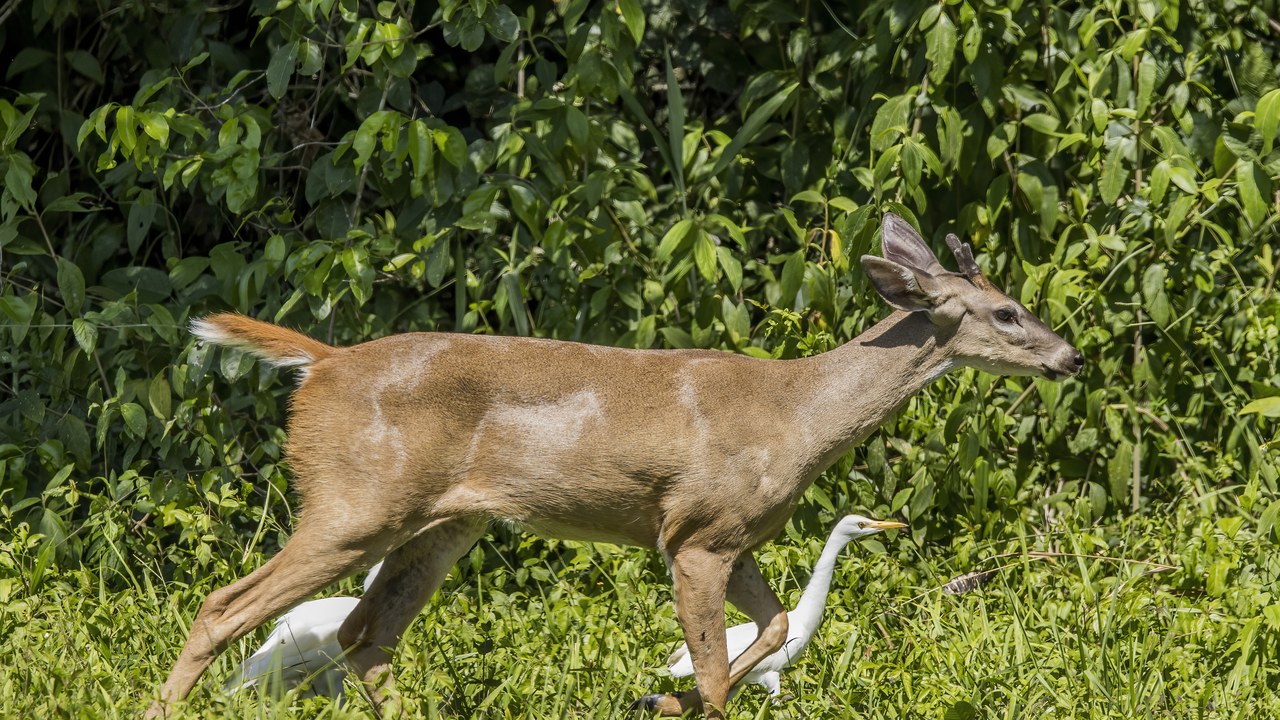 White-tailed deer — Image Credit: Charles J. Sharp - CC BY-SA 4.0/Wiki Commons