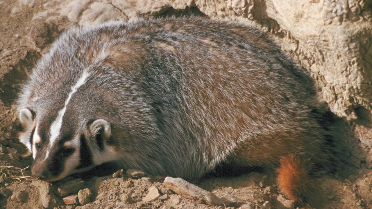 American badger — Image Credit: Garst, Warren, 1922-2016, photographer - CC BY-SA 4.0/Wiki Commons