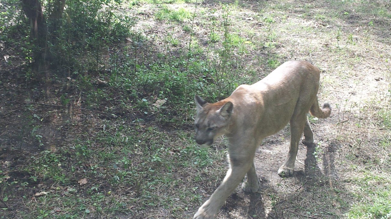 Florida panther — Image Credit: Moe Epsilon - CC BY-SA 3.0/Wiki Commons