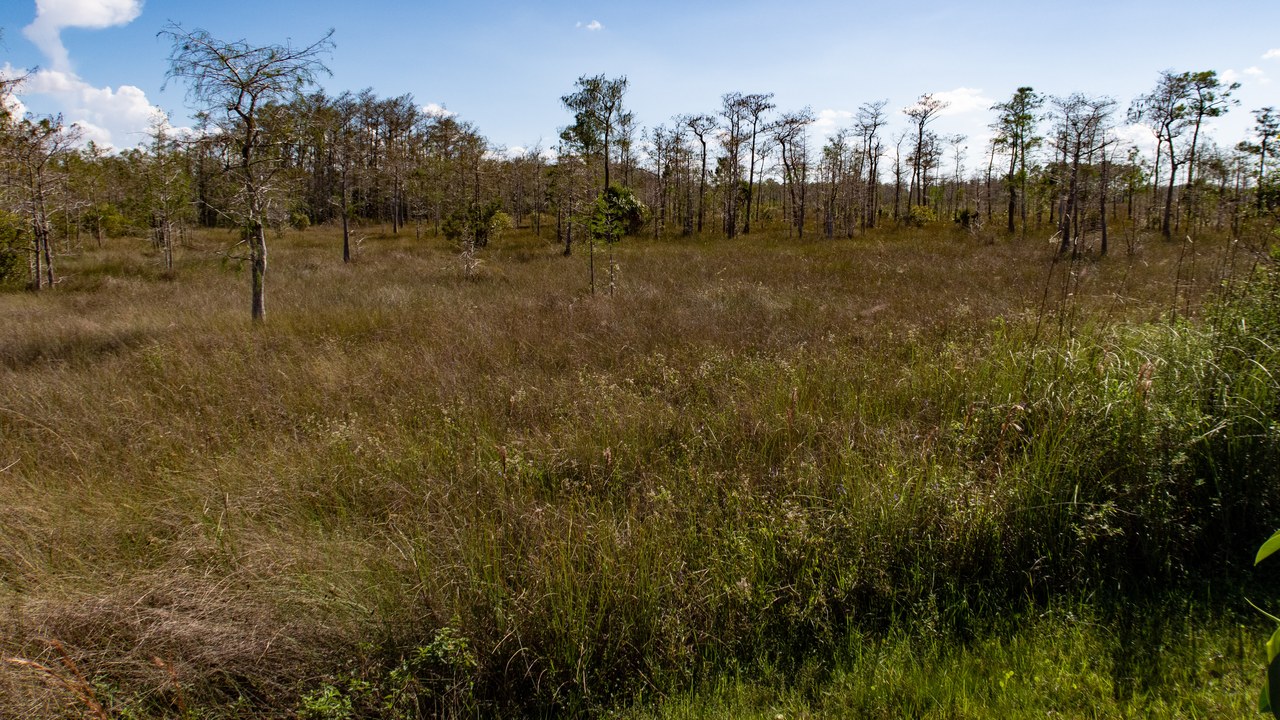 Big Cypress National Preserve — Image Credit: apasciuto - CC BY 2.0/Wiki Commons