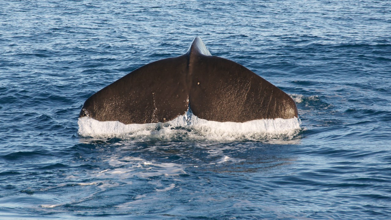 Sperm whale — Image Credit: Bernard Spragg - CC0/Wiki Commons