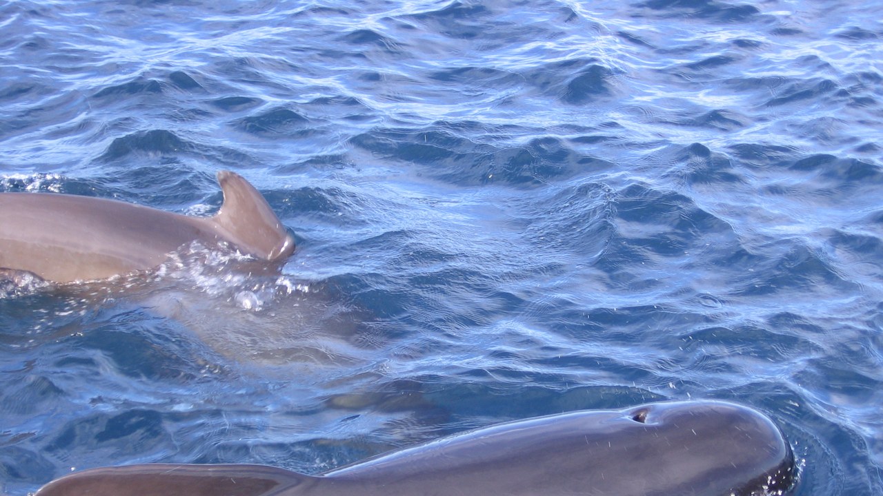 Long-finned pilot whale — Image Credit: Aleuze - Public domain/Wiki Commons