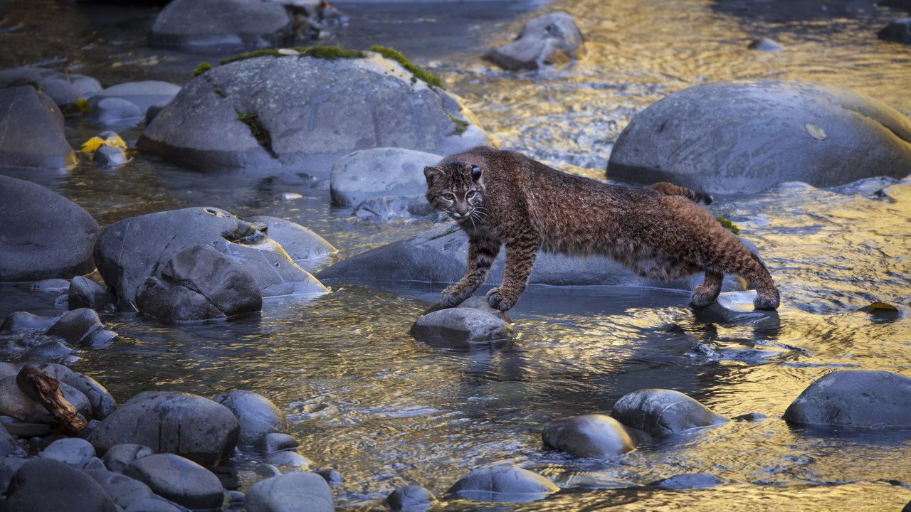 Bobcat — Image Credit: National Marine Sanctuaries - Public domain/Wiki Commons