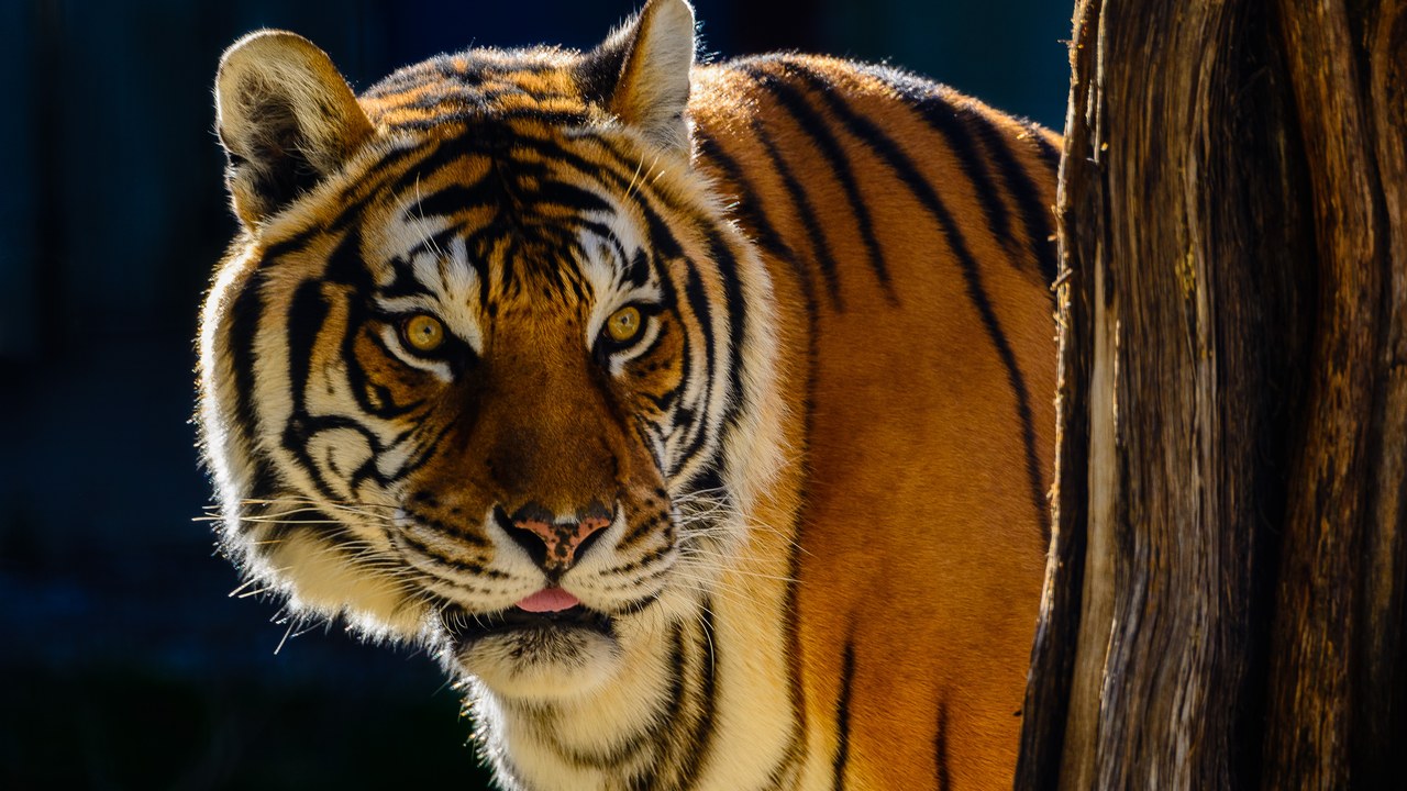 Tiger — Image Credit: Shootsalot - CC BY-SA 4.0/Wiki Commons