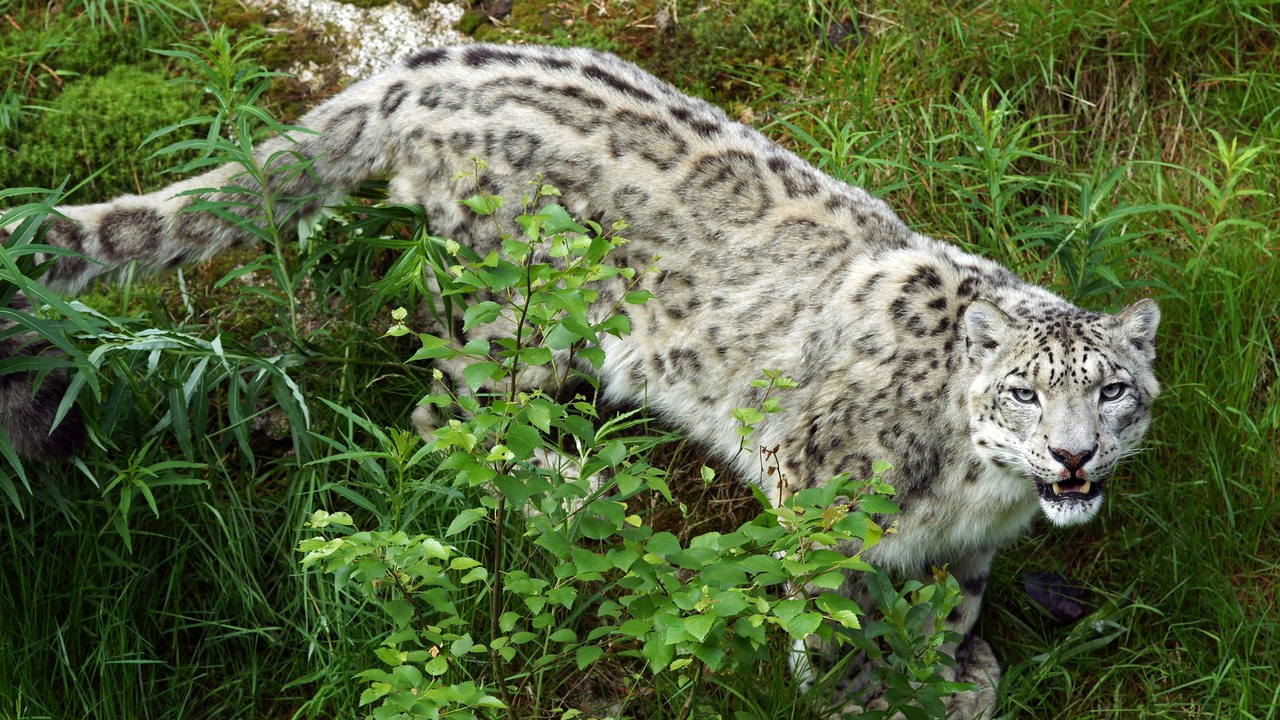 Snow leopard — Image Credit: kallerna - CC BY-SA 3.0/Wiki Commons