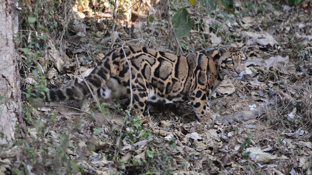Clouded leopard — Image Credit: Dr. Raju Kasambe - CC BY-SA 4.0/Wiki Commons