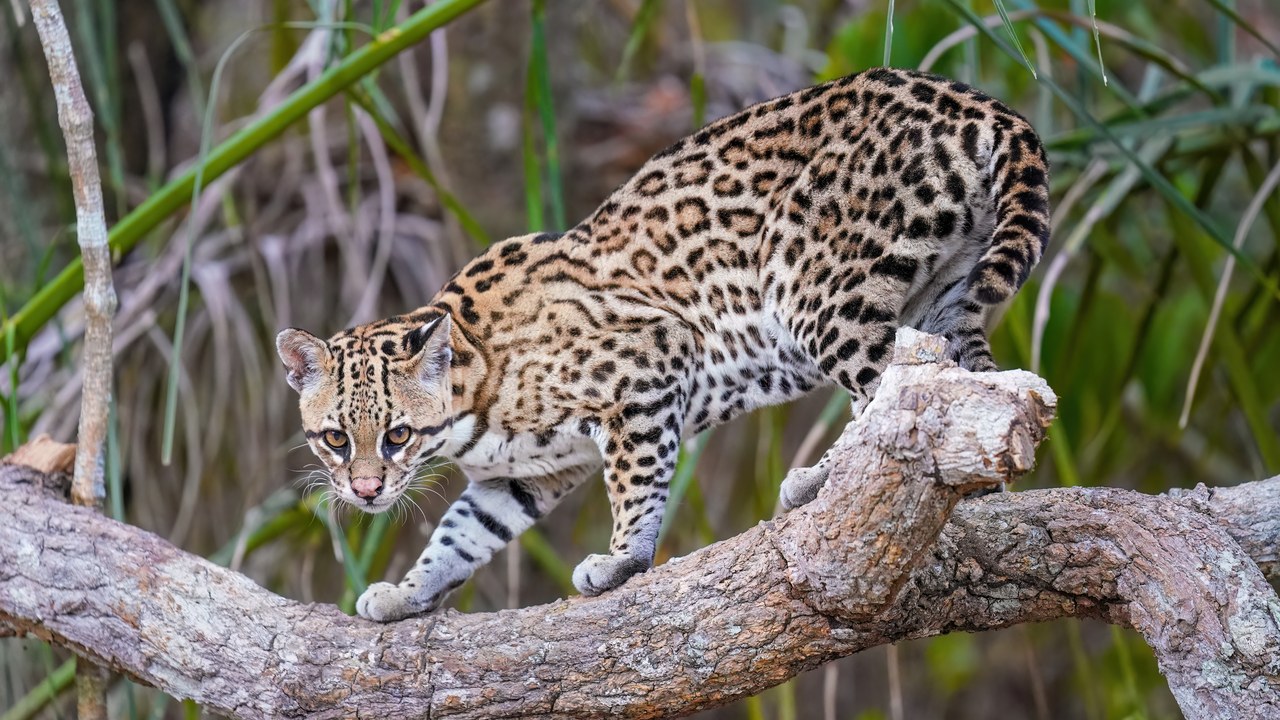 Ocelot — Image Credit: Giles Laurent - CC BY-SA 4.0/Wiki Commons