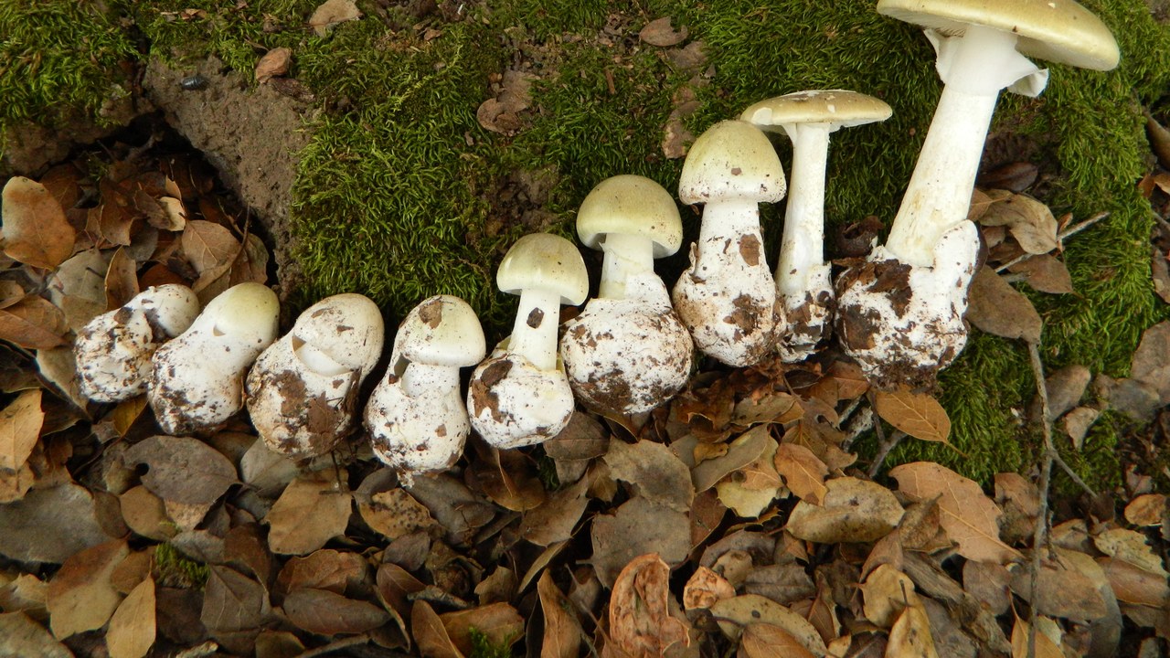 Death cap — Image Credit: user Justin Pierce (JPierce) at Mushroom Obs - CC BY-SA 3.0/Wiki Commons