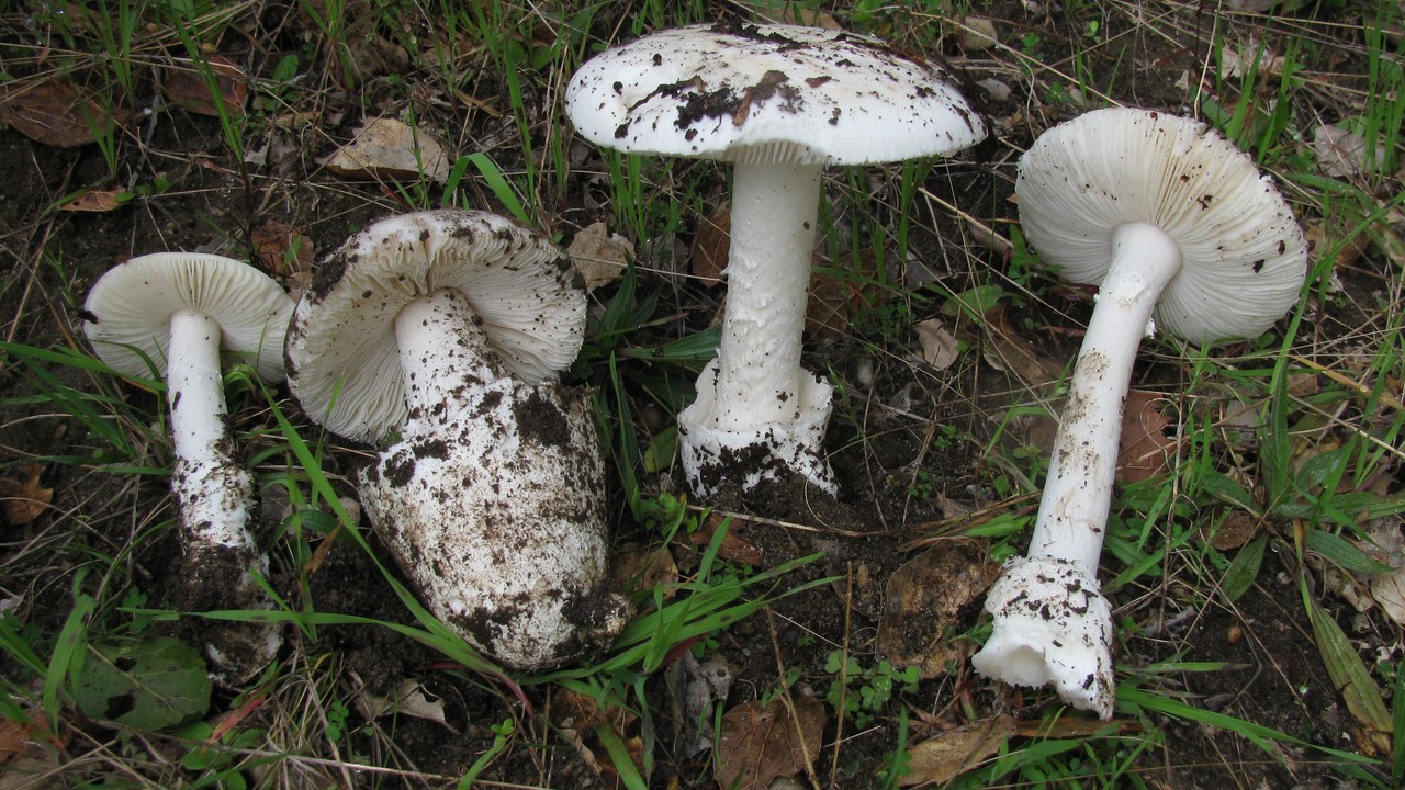 Western destroying angel — Image Credit: user Ryane Snow (snowman) at Mushroom Observ - CC BY-SA 3.0/Wiki Commons