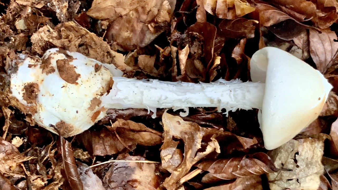 Destroying angel — Image Credit: Jose Angel Urquia Goitia - CC BY-SA 4.0/Wiki Commons
